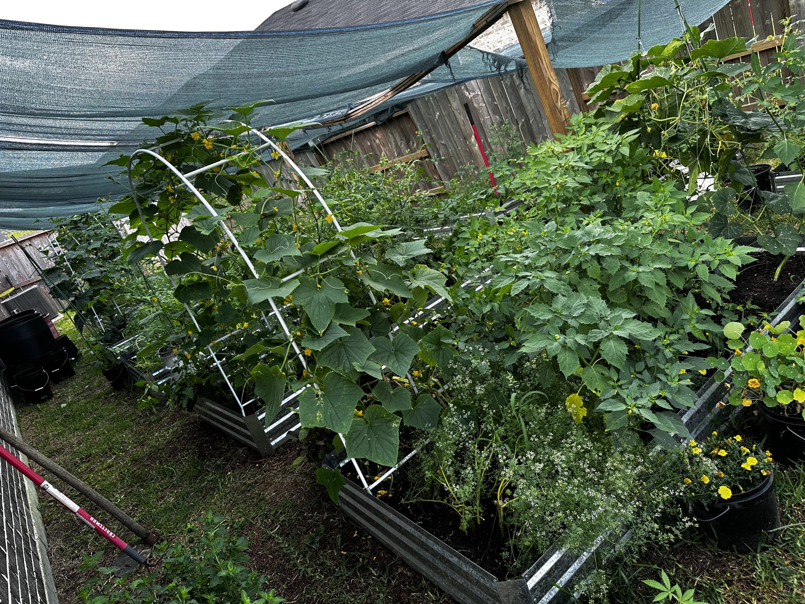garden