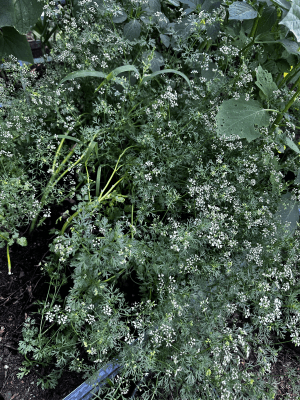 Cilantro Seeds Organic Non-GMO Herb Garden Fresh Leaves Coriander Seeds Cool Weather Succession Plant