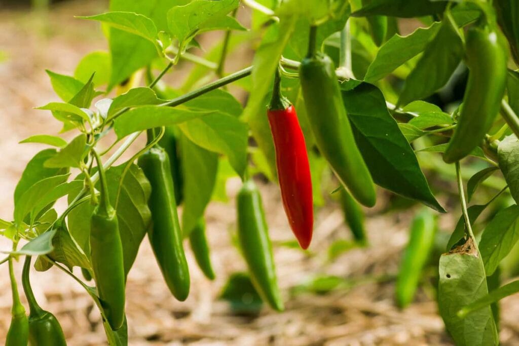 Heirloom Jalapeño & Serrano Peppers High Yielding Peppers Non-GMO Hot and Semi Hot Varieties Hardy and Drought Tolerant