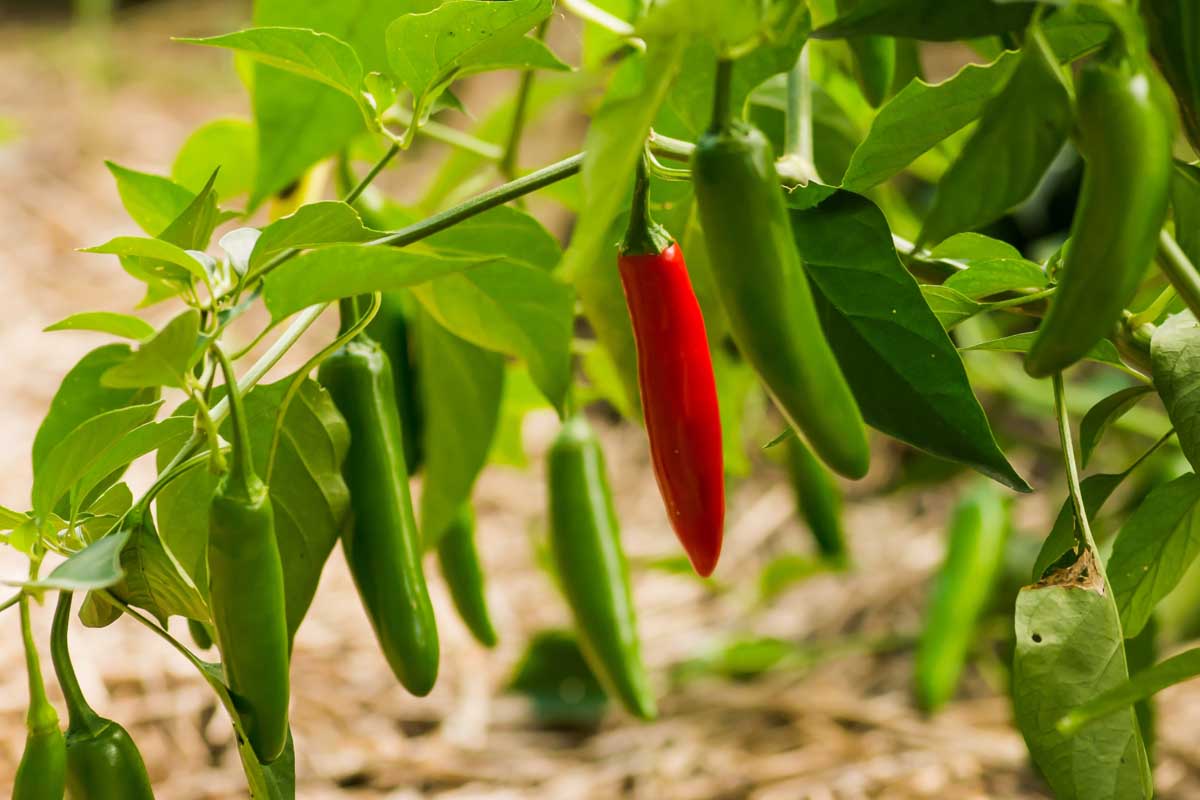 Serrano,Pepper,Plant,,In,The,Garden