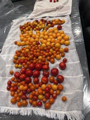 Mixed Cherry Tomato Seeds Heirloom Non-GMO Sweet Yellow, Orange, Red High-Yield Vines