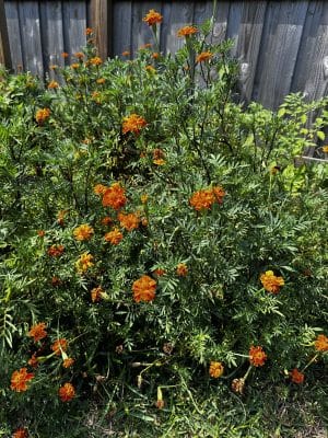 Marigold Seeds French African Heirloom Non-GMO Pest-Repellent Gold, Orange, Red Pollinators Borders Flowers Easy Grow
