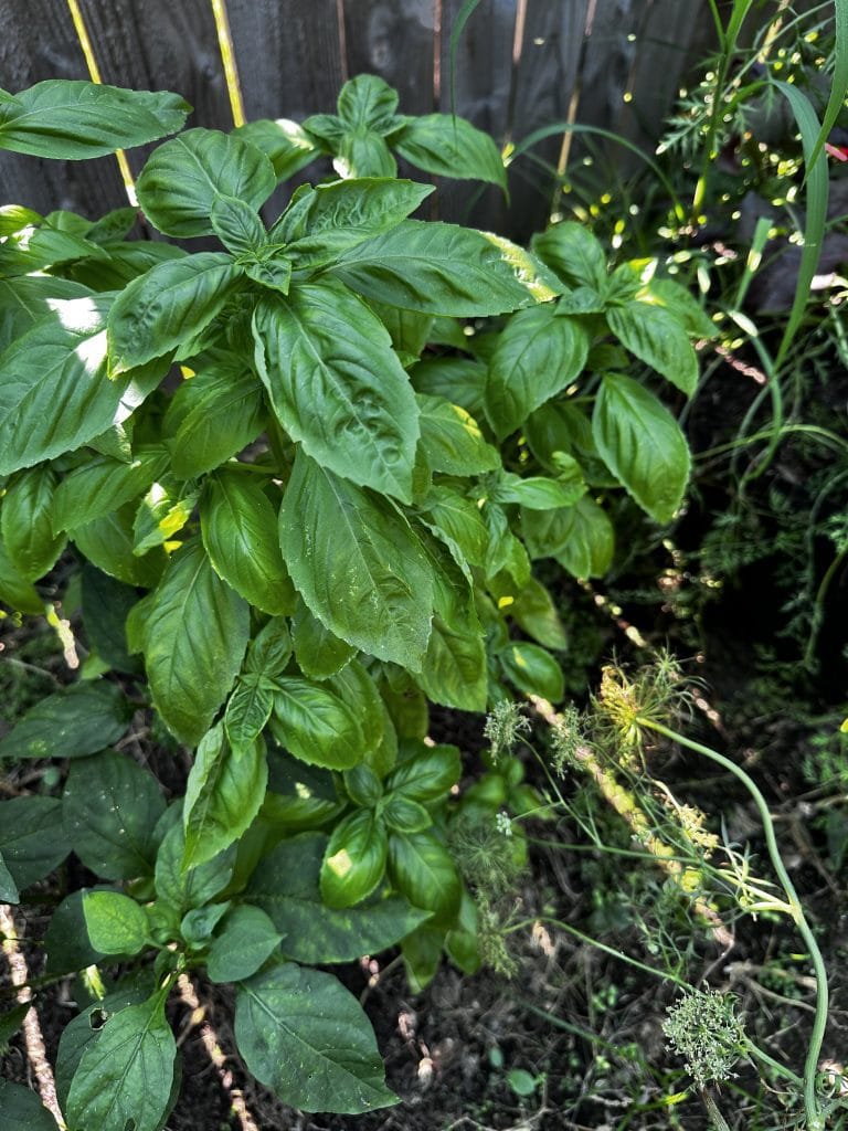Basil Seeds Heirloom Organic Non-GMO Pesto Italian Herb Pots Kitchen Garden Continuous Harvest