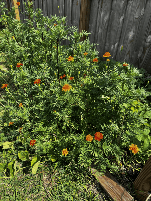 Marigold_patch Marigold_patch