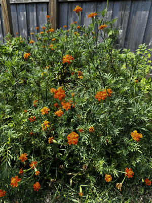 african_marigold_patch african_marigold_patch