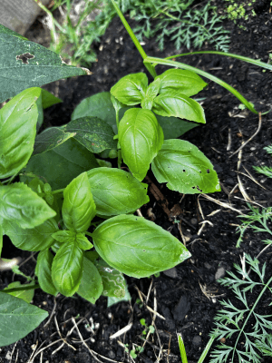 basil_ basil_