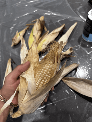 White Heirloom Corn Seeds – Open-Pollinated, Non-GMO Heritage Variety