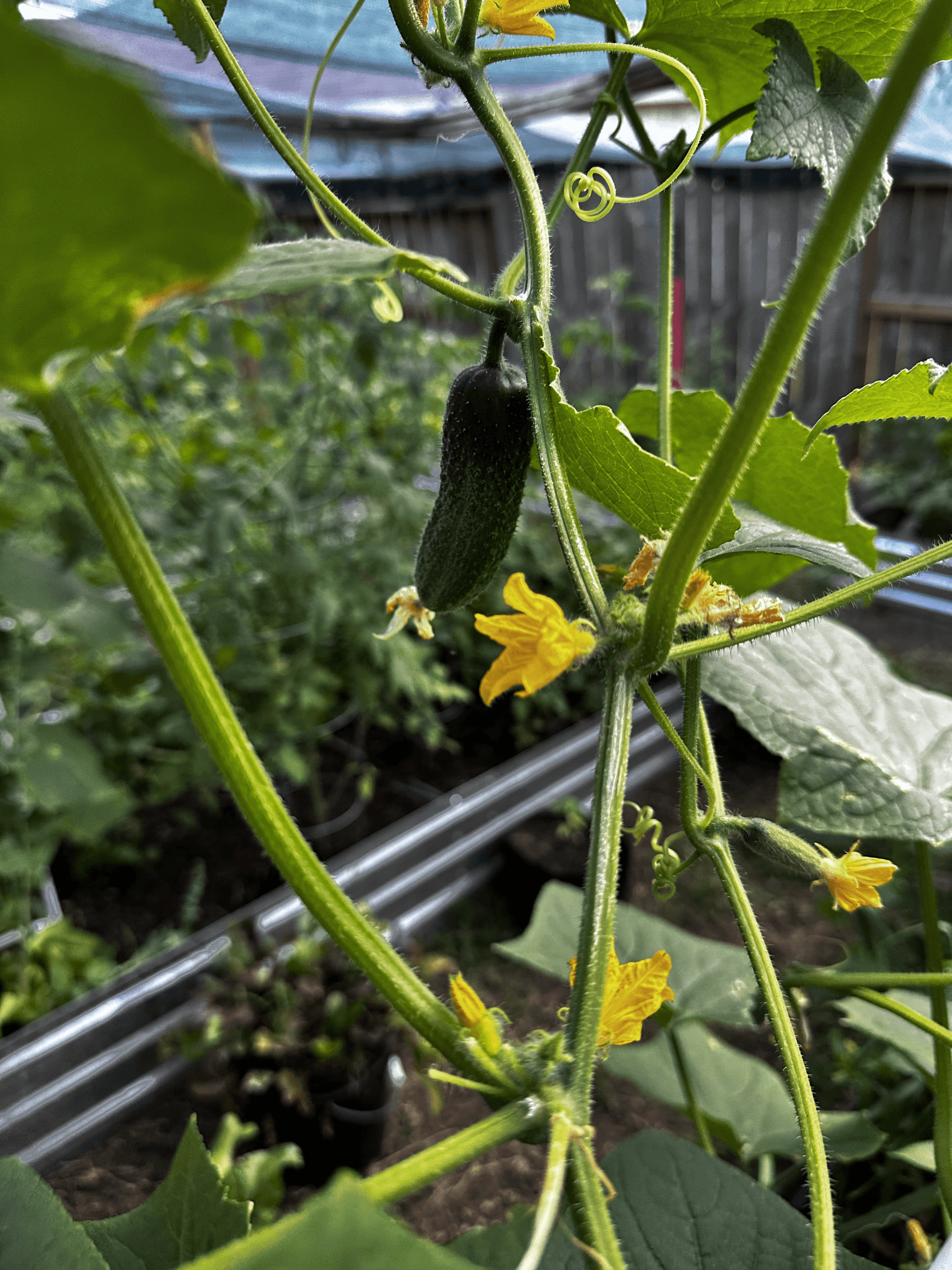 beginning_cucumber beginning_cucumber