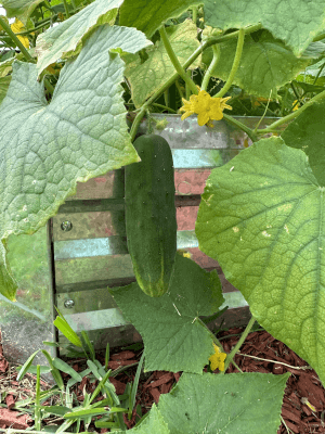 big_cucumber big_cucumber