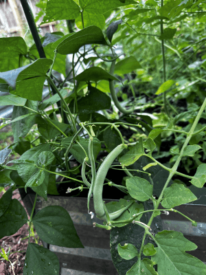 Bush Bean Seeds Heirloom Non-GMO High-Yield Easy-Grow Containers Raised Beds Organic Garden