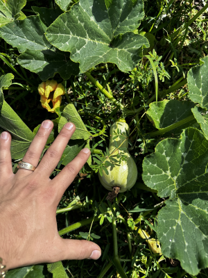 Butternut Squash Seeds