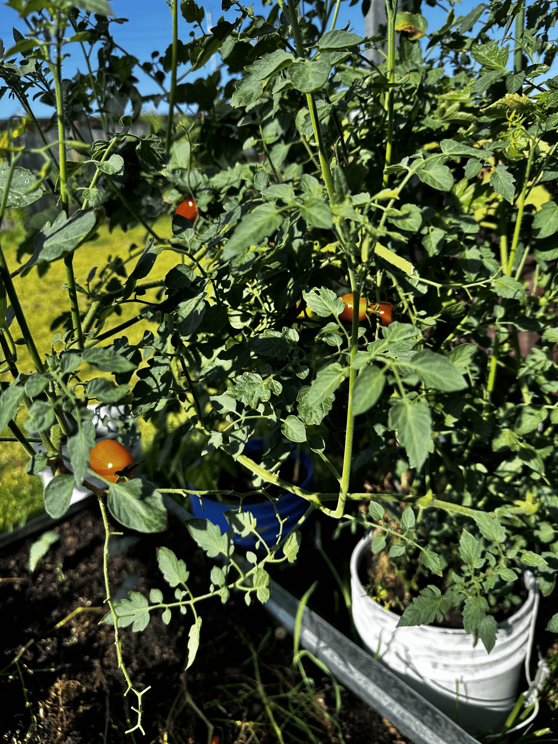 cherry_tomato_plant