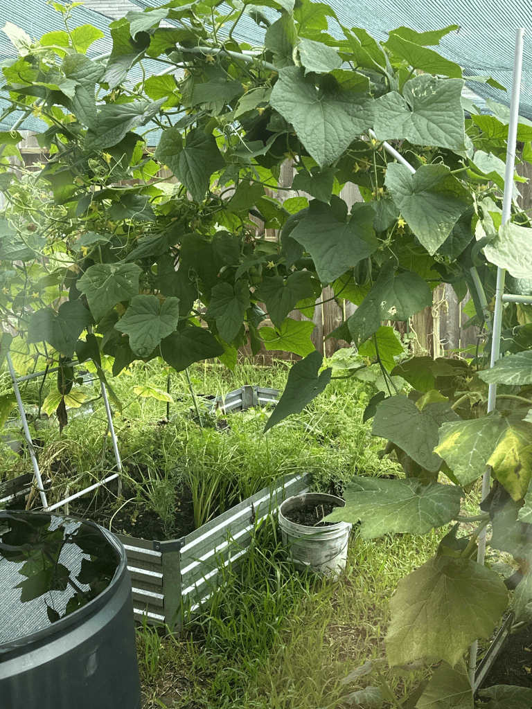 Heirloom Cucumber Seeds Non-GMO Pickling High-Yield Vines Trellis Organic Home Vegetable Garden