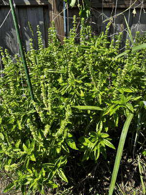 flowering_basil_ flowering_basil_
