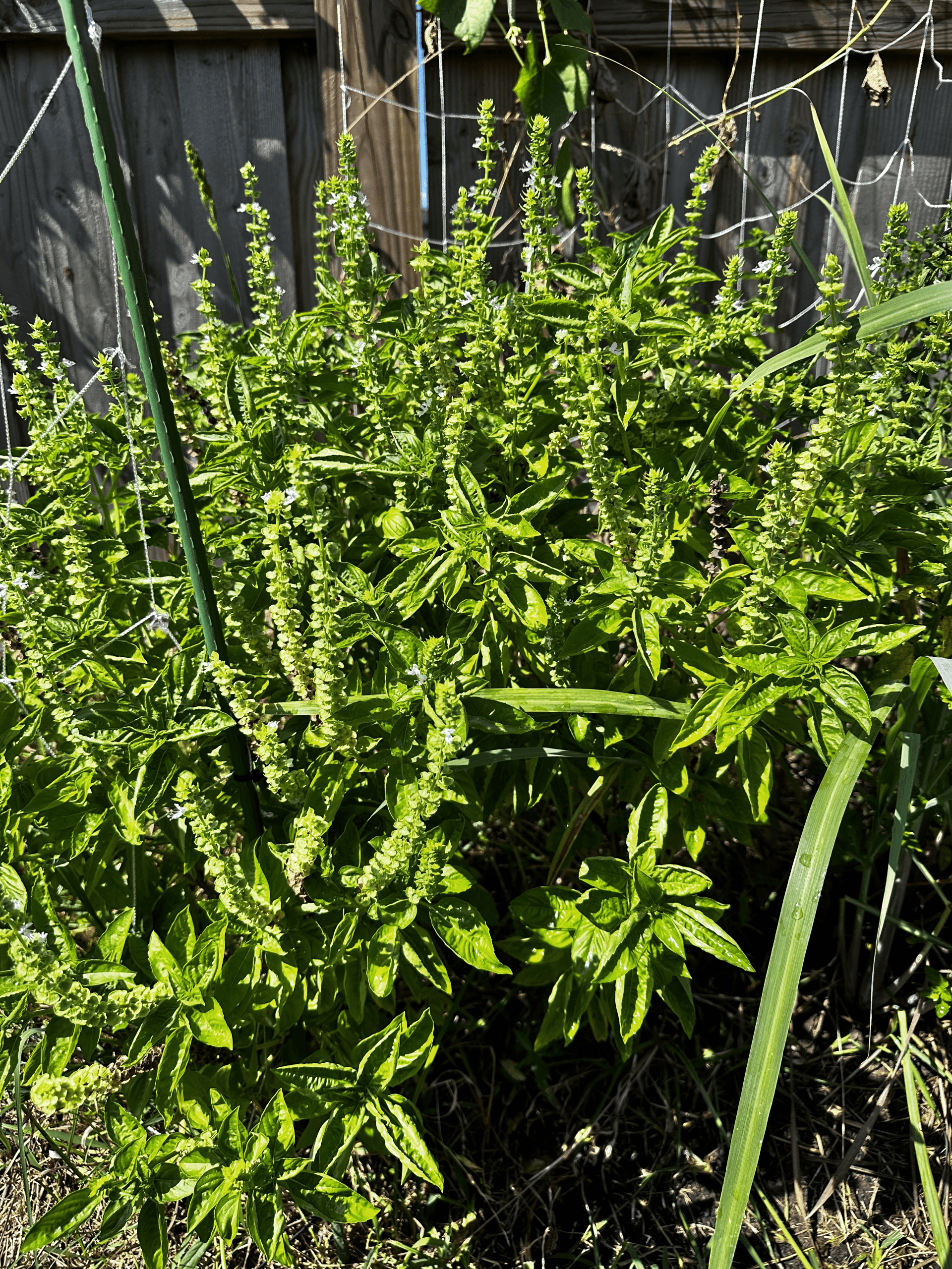 flowering_basil_ flowering_basil_