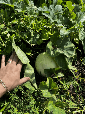 Honeydew Melon Seeds Organic Non-GMO Sweet Juicy Tropical Vines Full Sun Containers