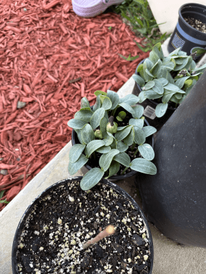 Loofah Gourd Seeds Luffa Non-GMO Natural Sponge Edible Vines Trellis High-Yield T