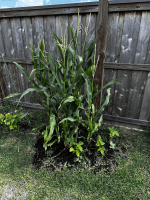 starter_corn_patch