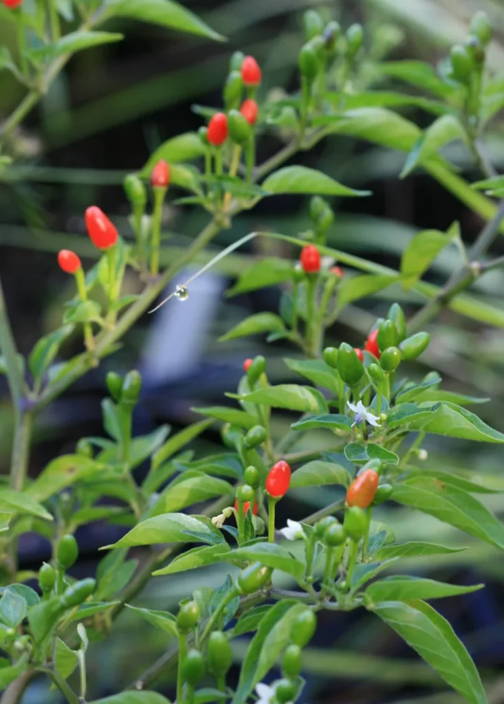 Heirloom Piquin Pepper Seeds (Chile Piquin / Bird Pepper) - Non-GMO, Super Hot, Texas/Mexico Native
