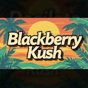 Blackberry Kush | Premium Novelty Cannabis Seeds