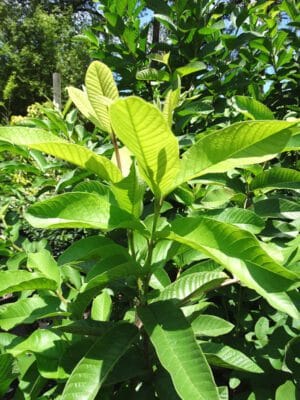 Guava Seeds Tropical Fruit Tree Non-GMO Vitamin C Rich Pink Flesh Pots