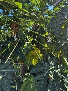 Papaya Seeds Fast-Growing Tropical Non-GMO Orange Flesh Enzymes