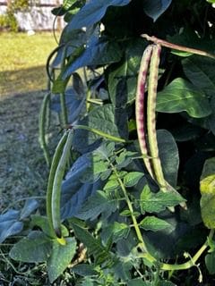 Runner Black Beans Seeds Climbing Heirloom Non-GMO Fresh Dry Pods Nitrogen-Fixing Trellis High-Yield Garden