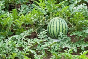 Watermelon Seeds Non-GMO Heirloom Red High-Yield  Juicy Vines Summer Garden Heat-Tolerant