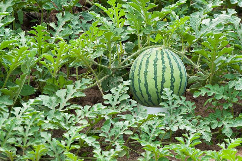 Plastic-Support-for-Developing-Watermelon