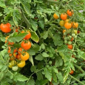 Orange Cherry Tomato Seeds Heirloom Non-GMO Sweet Low-Acid Snacking Salads High-Yield Vines