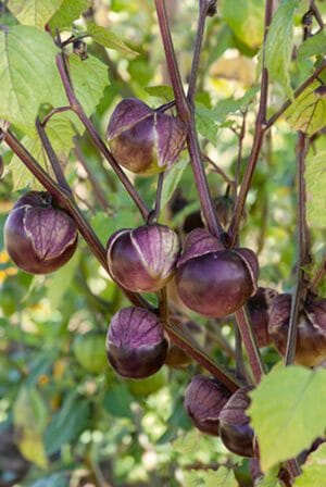 Purple Tomatillo Seeds Heirloom Non-GMO Tangy Violet Husks  Salsa Sauce High-Yield Vines Exotic Garden