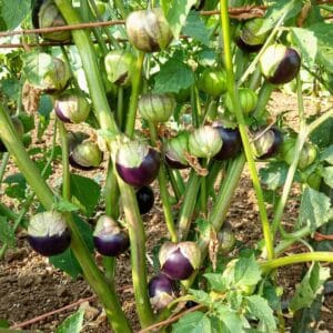 tomatillo-purple-keepers-3